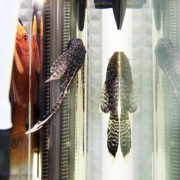 블랙안시 롱핀 2.5cm~4cm (청소물고기)